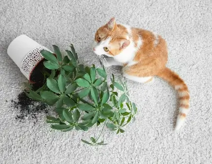 Carpet-Dirt-Debris Carpet Care & Maintenance | Wade's Interiors